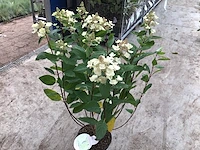 10 hydrangea lime light - afbeelding 1 van  3