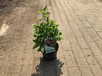 10 hydrangea serrata blue - afbeelding 1 van  2