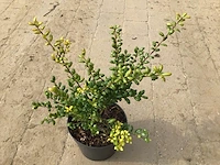 10 ilex