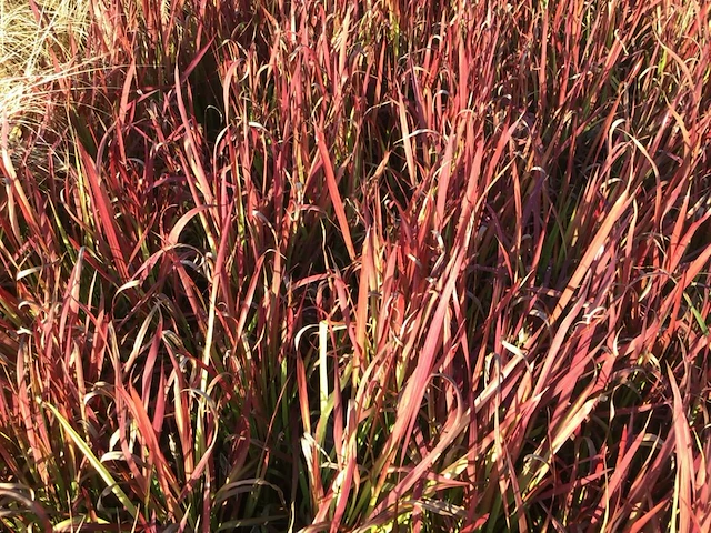 10 imperata red baron - afbeelding 2 van  2