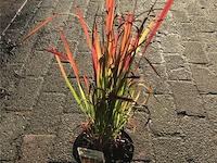10 imperata red baron - afbeelding 1 van  2
