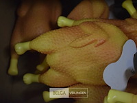 ±10 kippen honden speeltjes - afbeelding 2 van  2