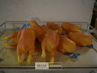 ±10 kippen honden speeltjes - afbeelding 1 van  2