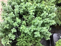 10 kruiden mix - afbeelding 2 van  4