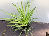 10 liriope muscari