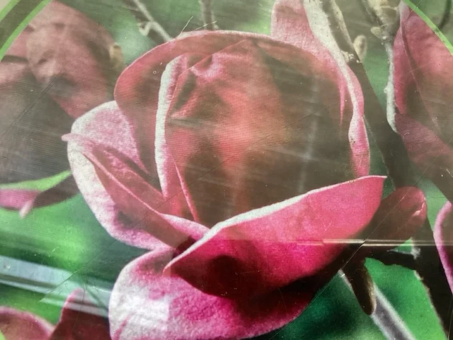 10 magnolia - afbeelding 1 van  1