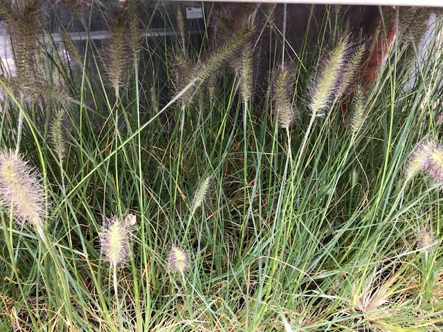 10 pennesetum little bunny - afbeelding 2 van  2