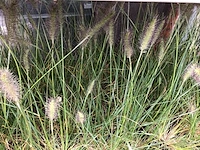 10 pennesetum little bunny