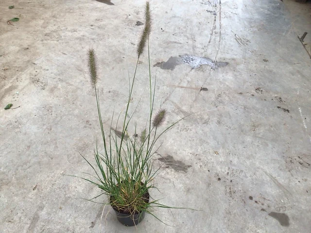 10 pennesetum little bunny - afbeelding 1 van  2