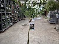 10 salixstam - afbeelding 2 van  2
