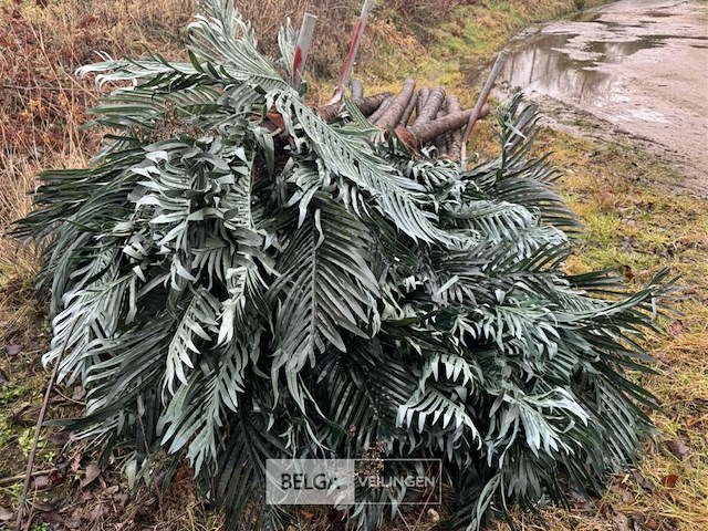 ± 10 stuks kunst palmbomen - afbeelding 5 van  10