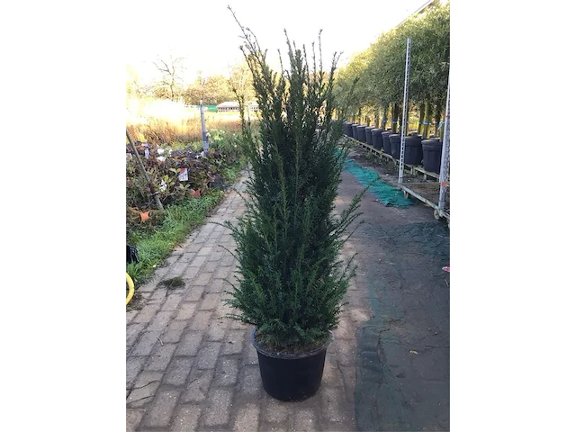 10 taxus 130-150 - afbeelding 1 van  2