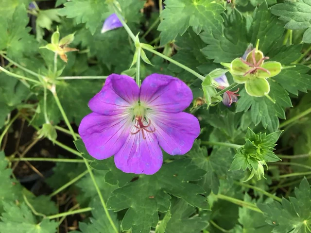 10 winterharde geraniums - afbeelding 1 van  2