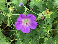 10 winterharde geraniums
