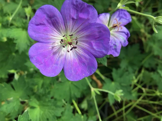 10 winterharde geraniums - afbeelding 2 van  2