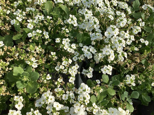 100 arabis - afbeelding 1 van  1