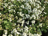 100 arabis - afbeelding 1 van  1