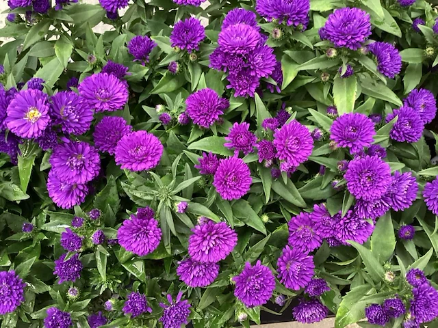 100 asters - afbeelding 1 van  1