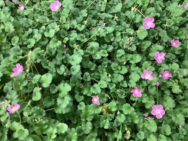 100 erodium - afbeelding 1 van  1