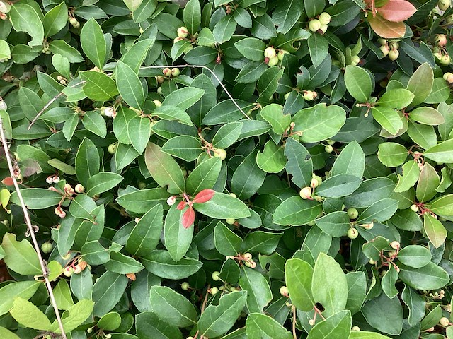 100 gaultheria - afbeelding 1 van  2
