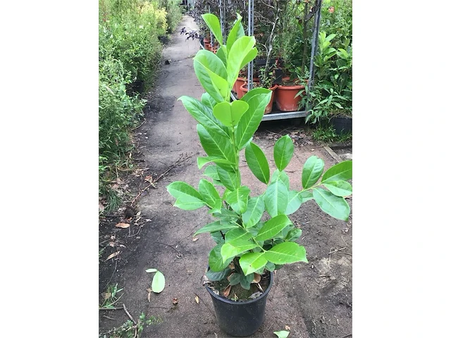100 laurier 130-150 - afbeelding 2 van  2