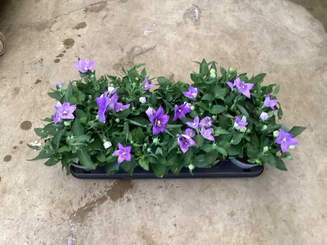 100 platycodon - afbeelding 2 van  3