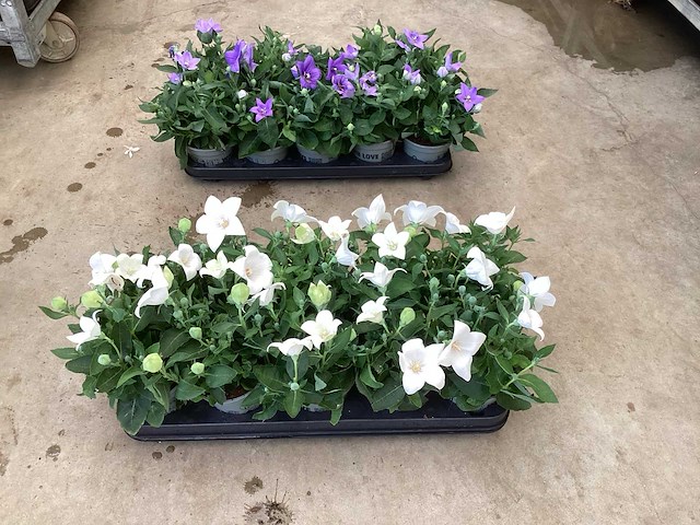 100 platycodon - afbeelding 3 van  3