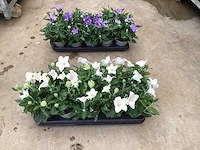 100 platycodon - afbeelding 3 van  3