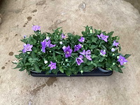 100 platycodon - afbeelding 1 van  3