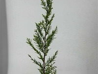 100x haagplanten leylandii - afbeelding 2 van  3