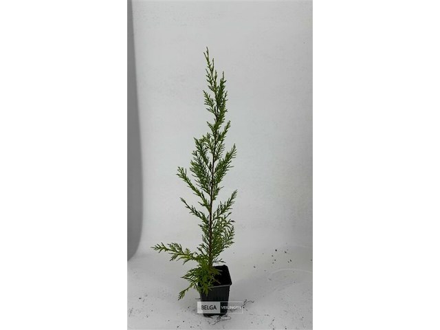 100x haagplanten leylandii - afbeelding 2 van  3