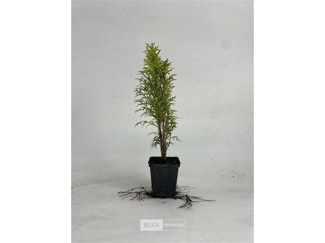 100x haagplanten smaragd - afbeelding 1 van  1