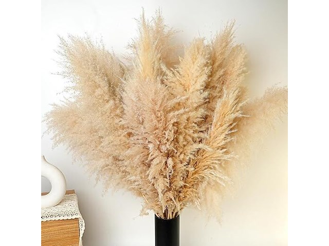 100x pack pampasgras - afbeelding 3 van  3