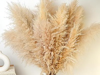 100x pack pampasgras - afbeelding 3 van  3