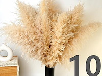 100x pack pampasgras - afbeelding 1 van  2