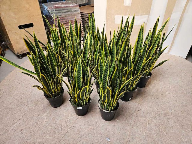 10x artificiële sansevieria - afbeelding 1 van  3