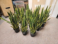 10x artificiële sansevieria - afbeelding 1 van  3