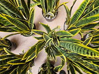 10x artificiële sansevieria - afbeelding 2 van  3