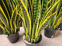 10x artificiële sansevieria - afbeelding 3 van  3