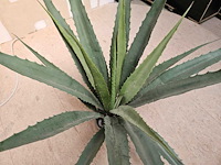 10x yucca kunstplant - afbeelding 2 van  4