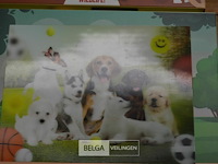 12 st 3d puzzels - afbeelding 6 van  7