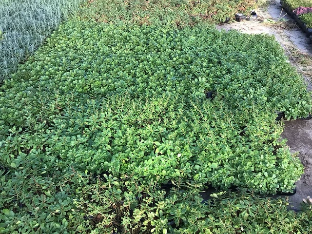 120 sedum mix - afbeelding 3 van  7