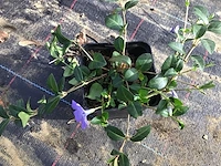 120 vinca blauw