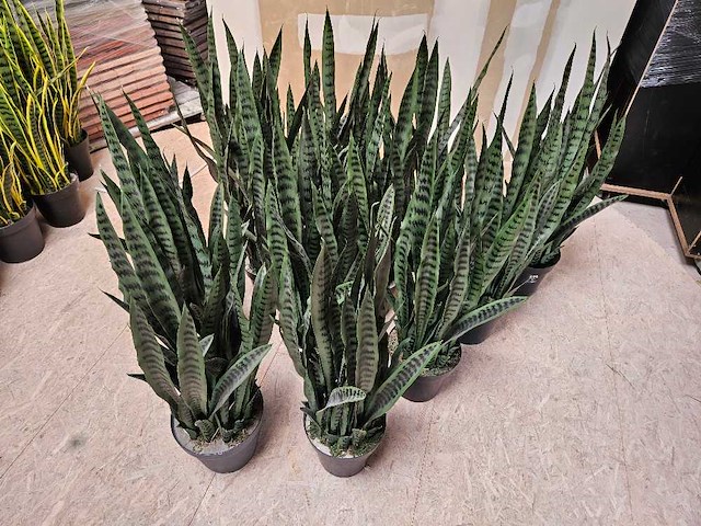12x artificiële sansevieria groen - afbeelding 1 van  3