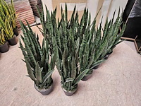 12x artificiële sansevieria groen - afbeelding 1 van  3