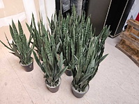 12x artificiële sansevieria groen - afbeelding 2 van  3