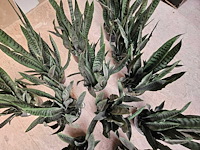 12x artificiële sansevieria groen - afbeelding 3 van  3
