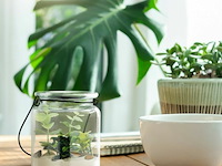 12xtheelichtglazen - afbeelding 5 van  6