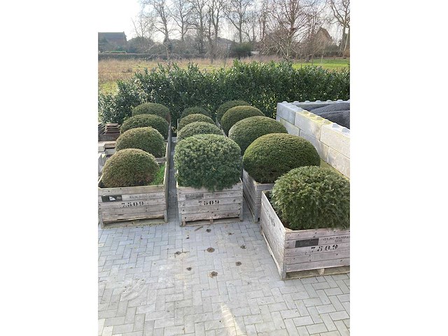 13 stuks taxusbollen in bakken - afbeelding 1 van  5