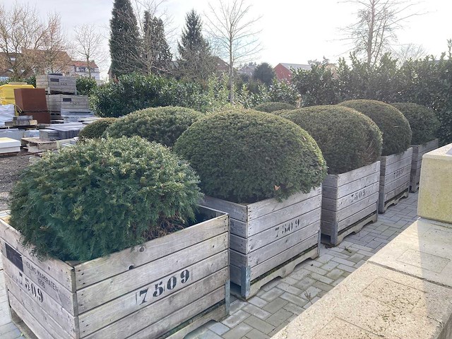 13 stuks taxusbollen in bakken - afbeelding 2 van  5